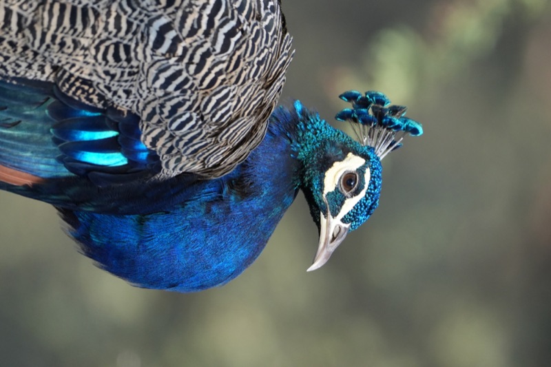 Indian Peafowl