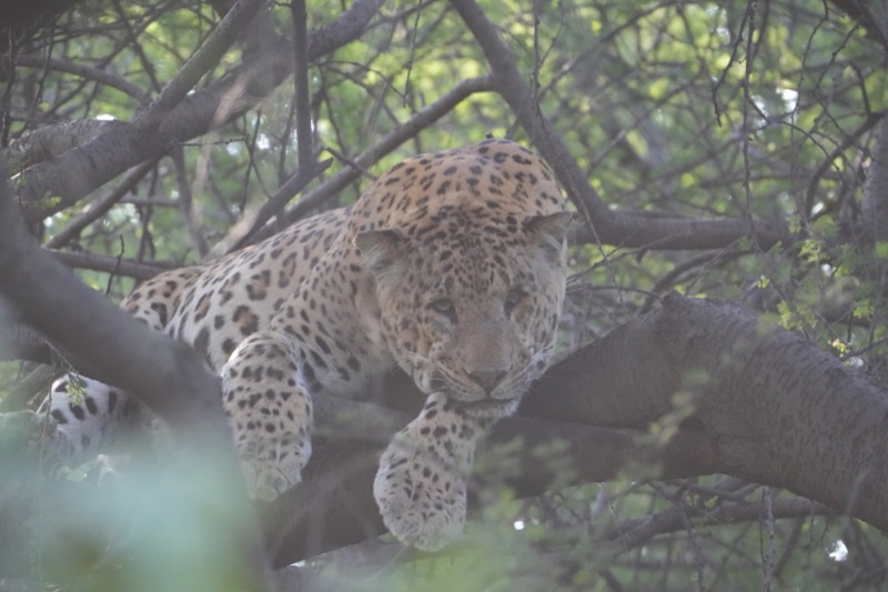 Leopard in the Canopy