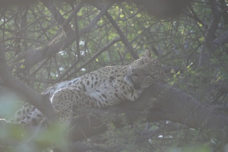 Leopard Asleep