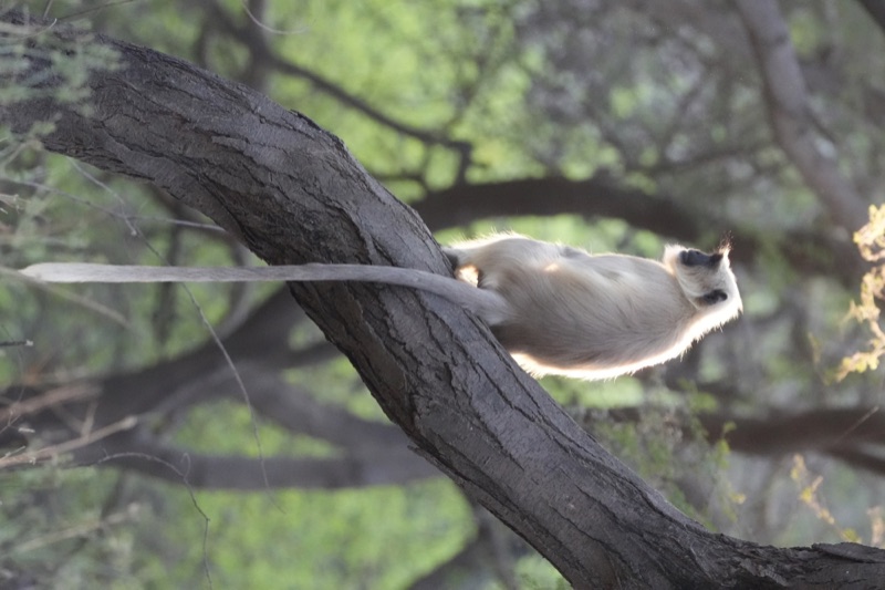 Langur at Sunset