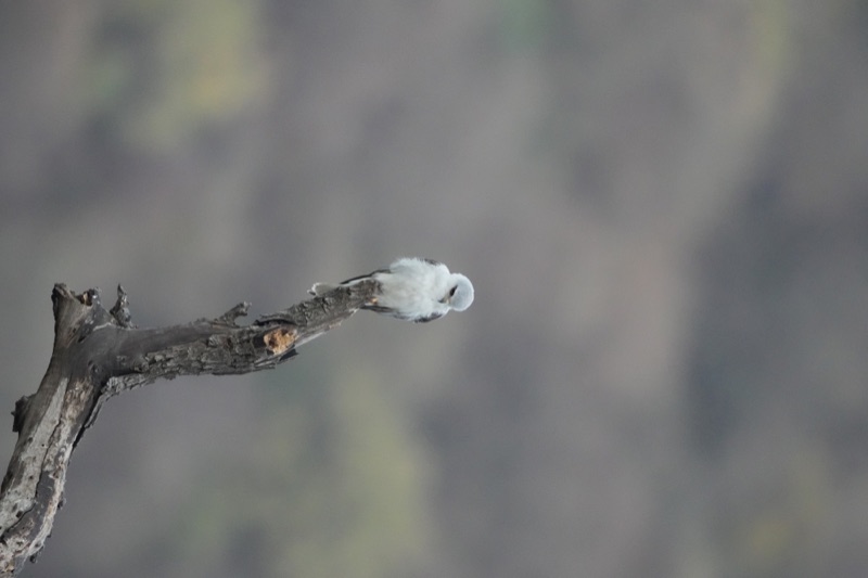 Black-Winged Kite