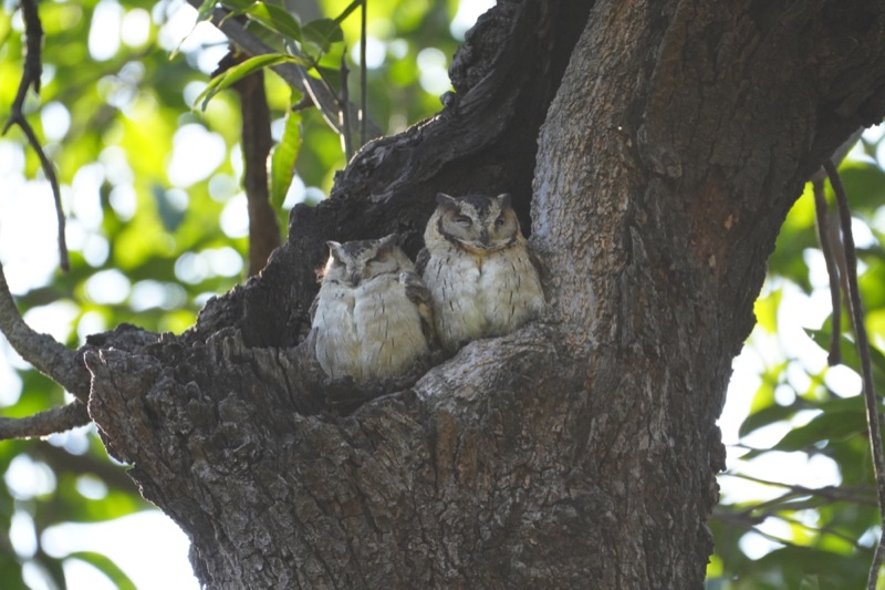 Roommates
