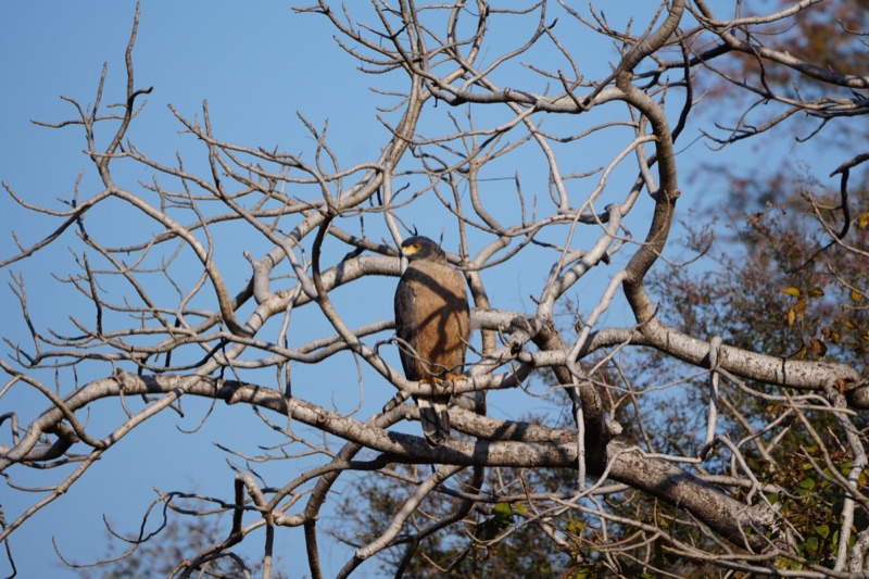 Crested Serpent Eagle