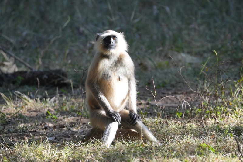 Gray Langur