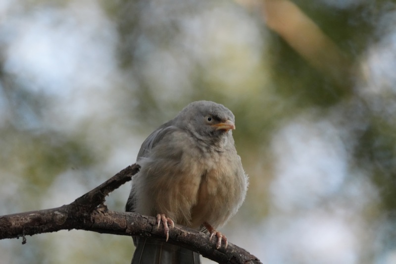 Jungle Babbler