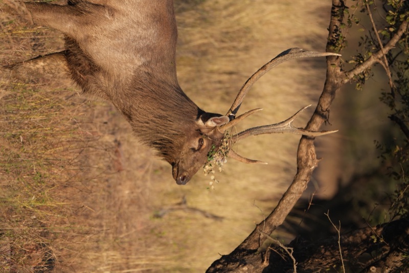 Decorated Stag