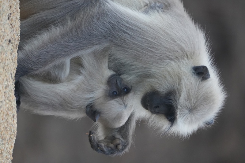 Langur Mother and Infant