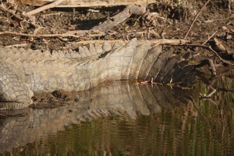 Armor Reflected