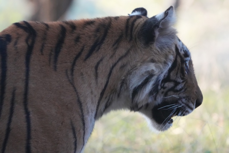 Bengal Tiger