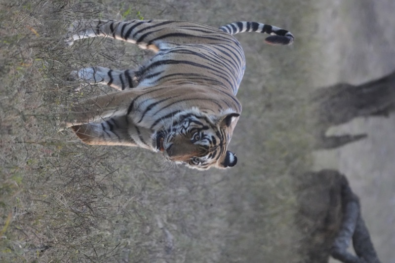 Tigress at Dusk