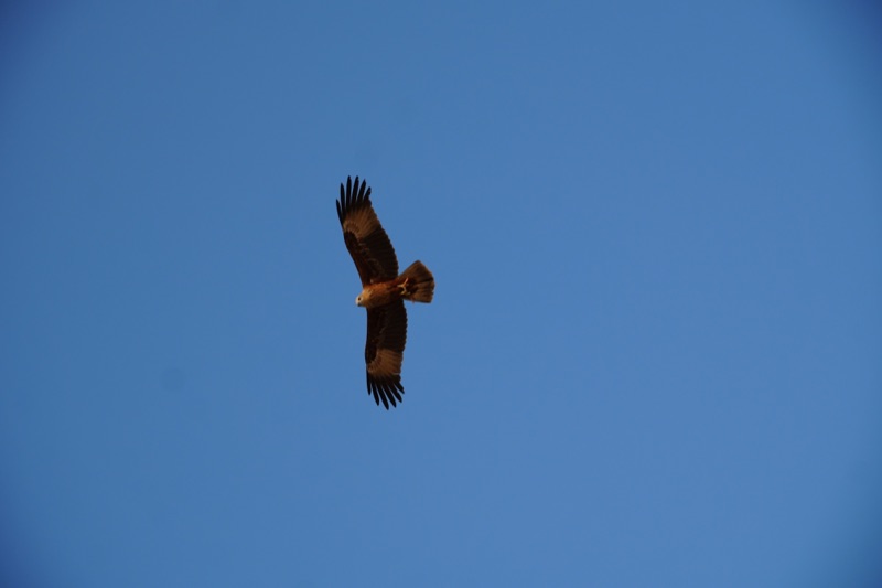 Black Kite
