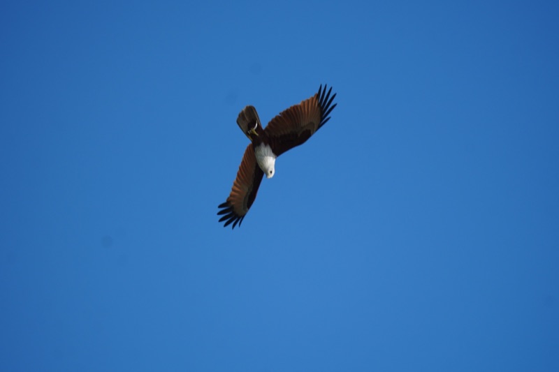Brahminy Kite