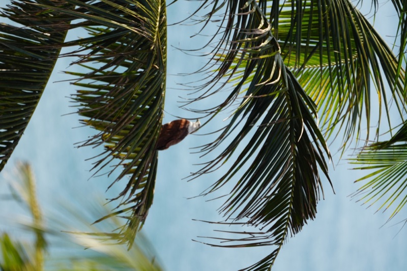 Kite in the Palms